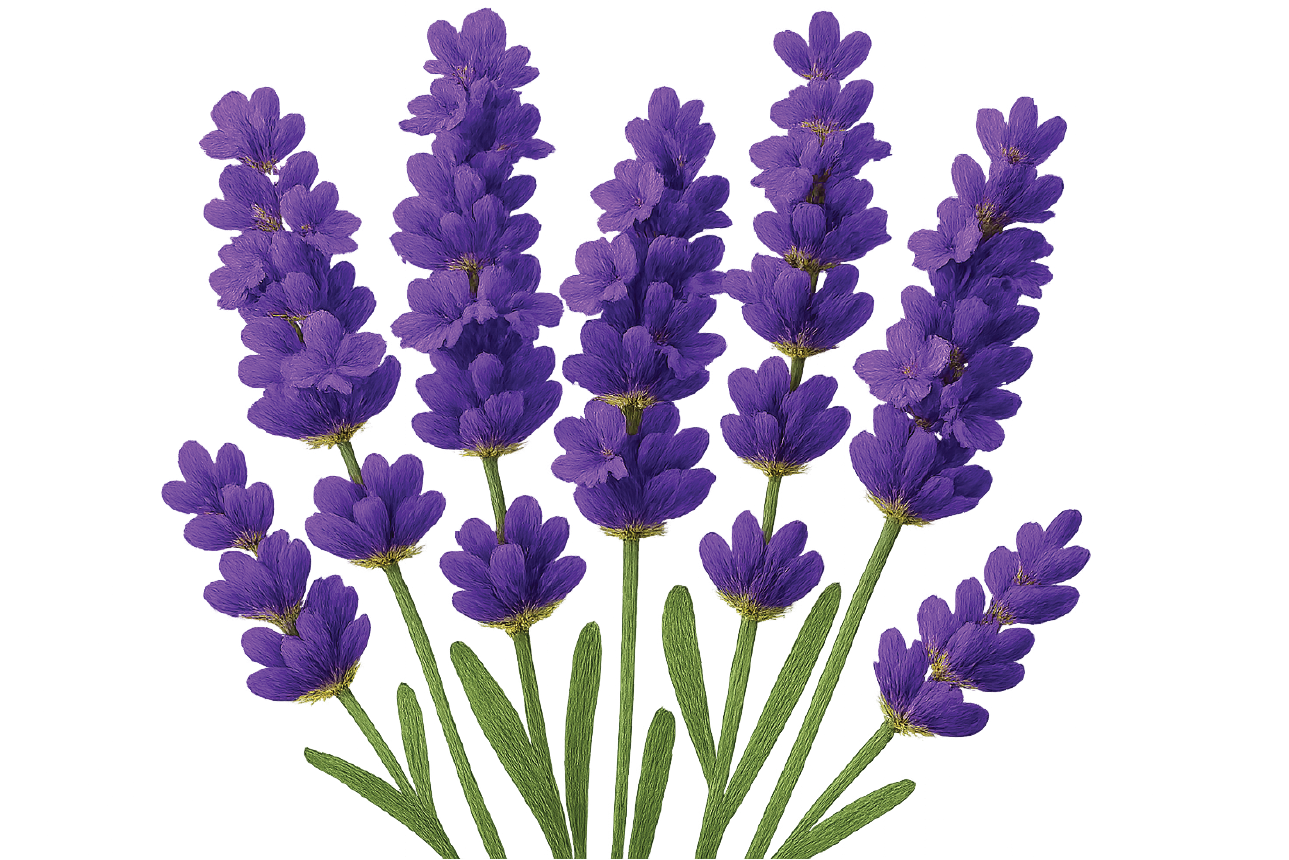1-lavender