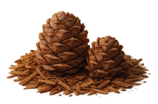 CEDARWOOD