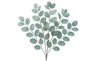 EUCALYPTUS