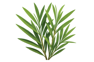 TEA TREE