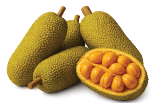 chempedak-27-33-33