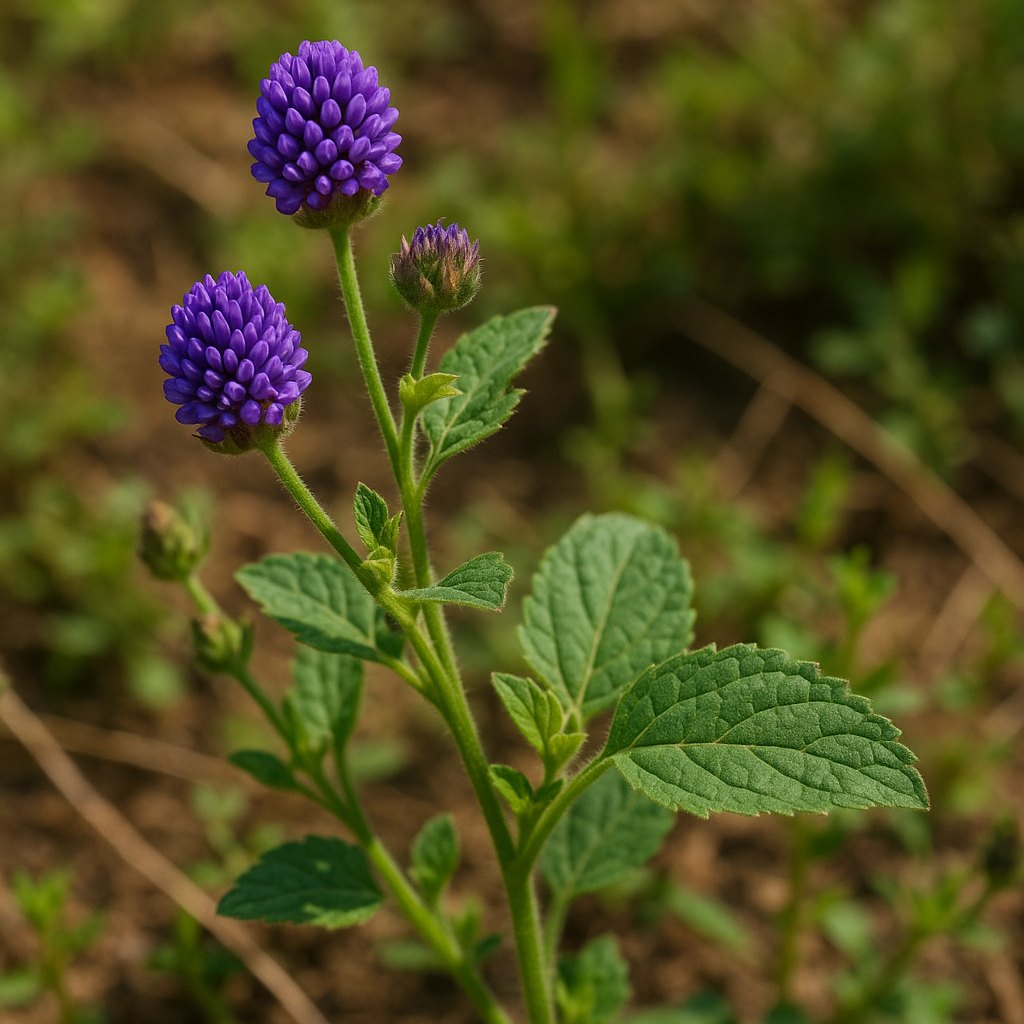 20250908_1346_Babchi Plant Illustration_simple_compose_01k4kxqmmzebrrj65pvzr16grt