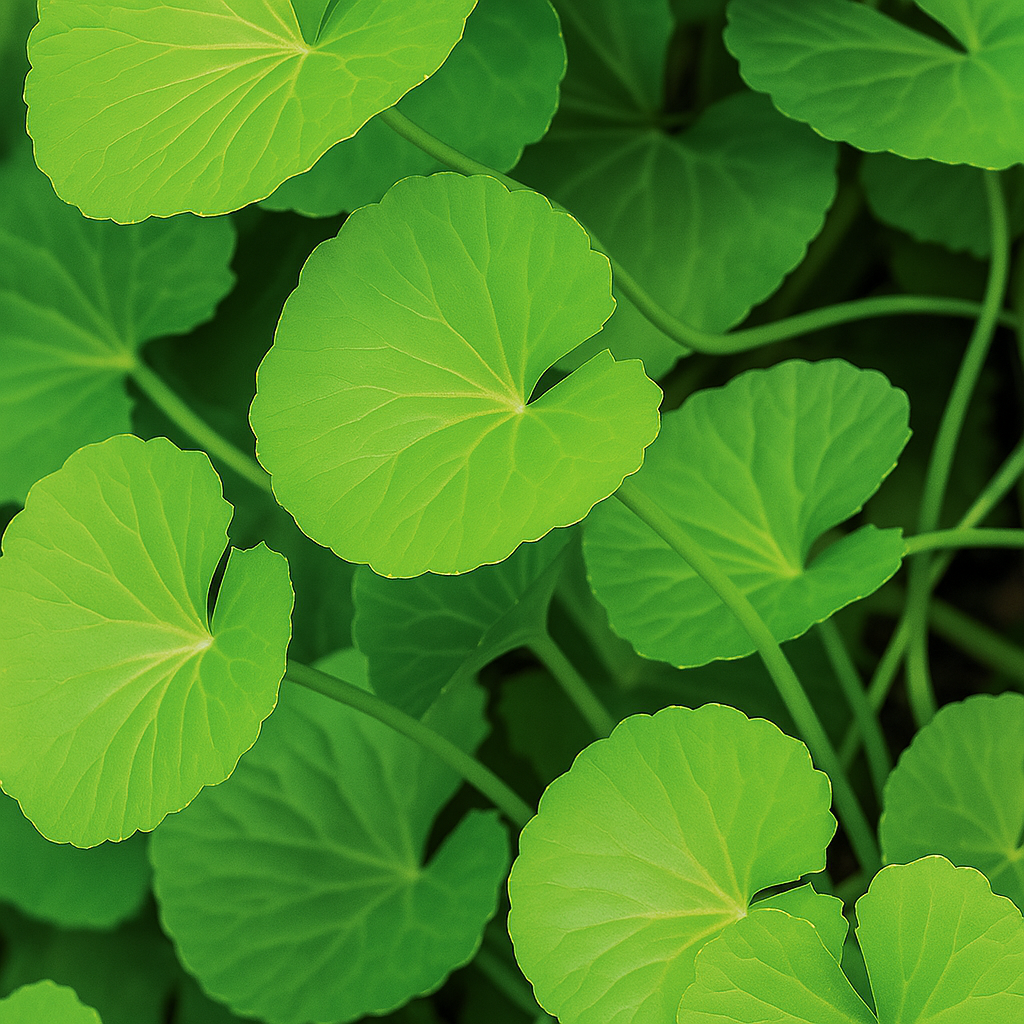 Centella Asiatica (Cica